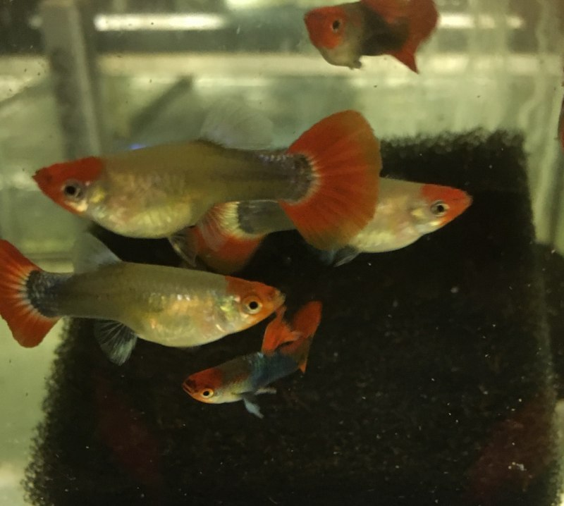 Моллинезия сфенопс аквариумная