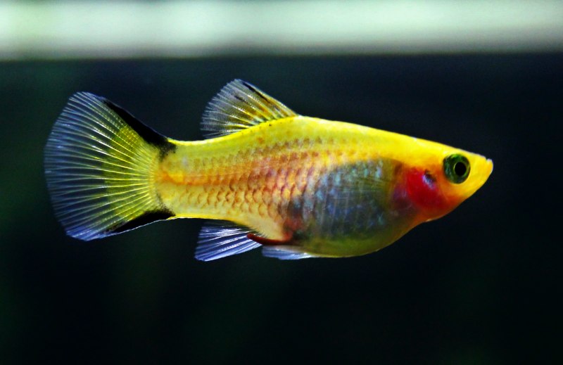 Моллинезия Золотая лирохвостая