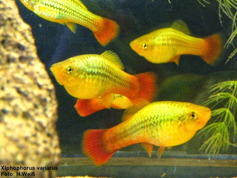 Пецилия красная чернохвостая