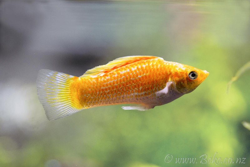 Пецилии рыбки