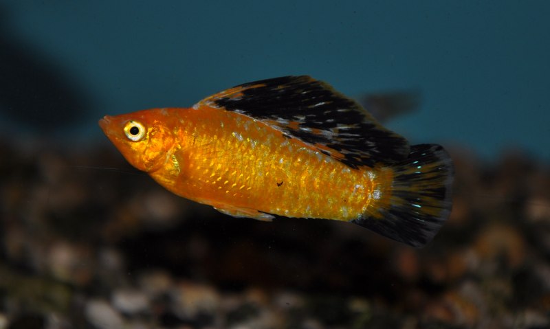 Пецилия Золотая Комета