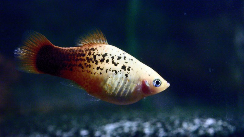 Моллинезия мраморная оранжевохвостая