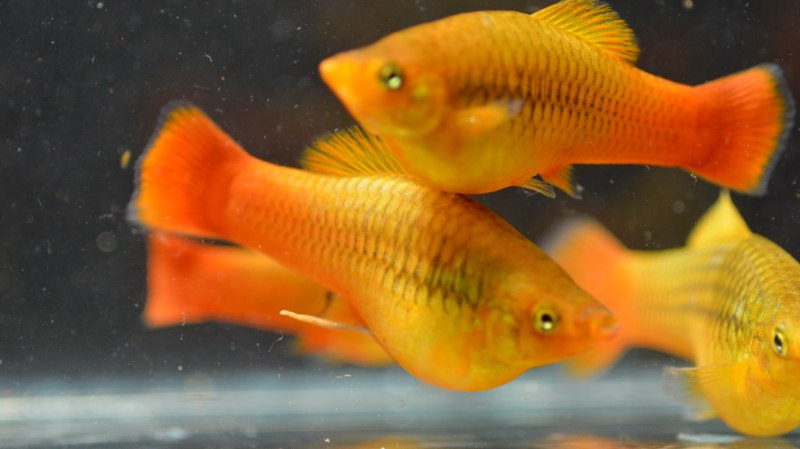 Моллинезия мраморная оранжевохвостая