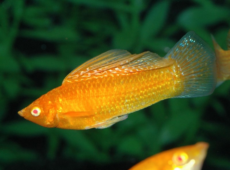 Моллинезия Золотая лирохвостая