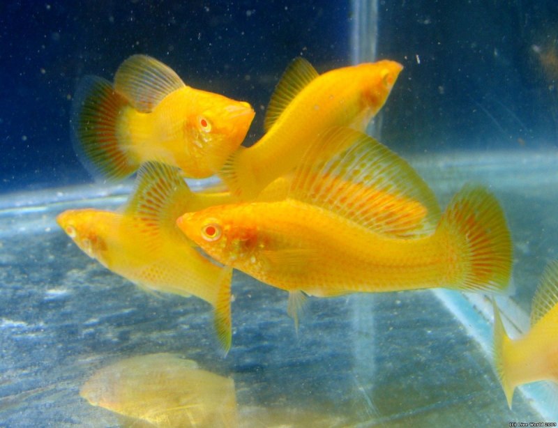 Пецилия Солнечная Золотая