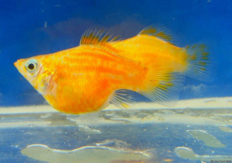 Пецилия оранжевая Золотая