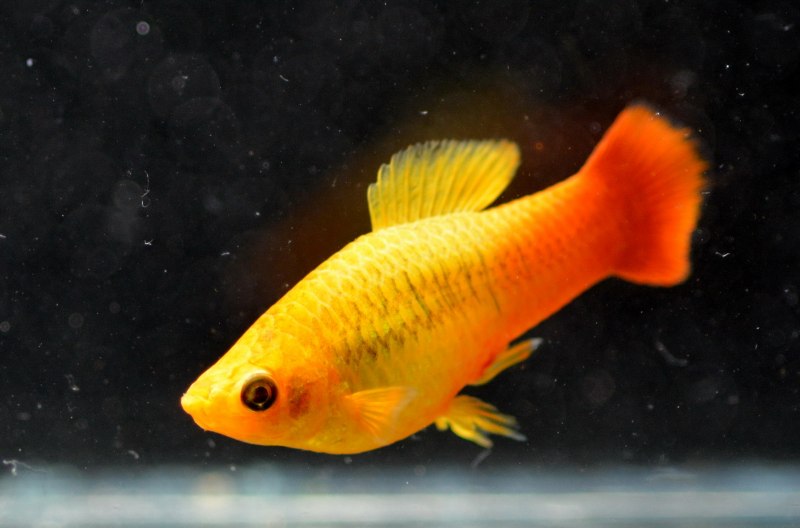 Пецилии черные аквариумные рыбки