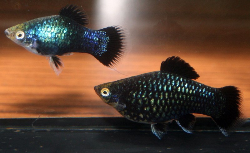 Пецилия дисковая редиска