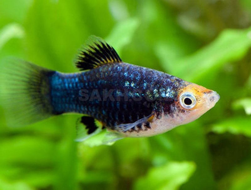 Гуппи Poecilia reticulata