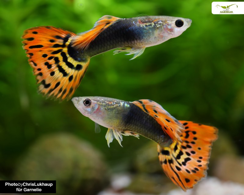 Пецилия Золотая Комета