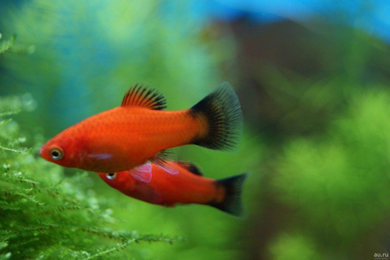 Пецилия Гавайская флаговая