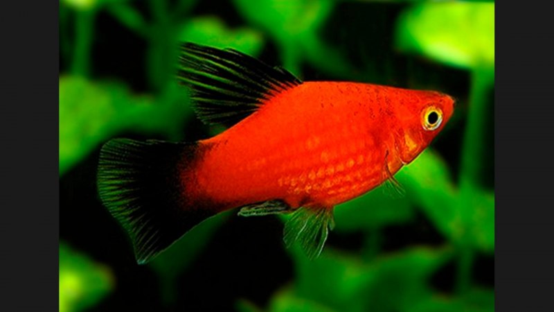 Пецилия Гавайская