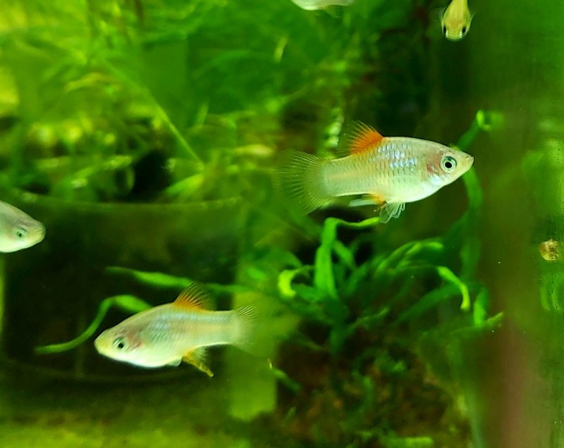 Гуппи рыбки самцы