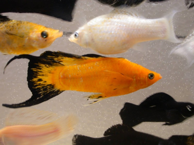 Гуппи Poecilia reticulata