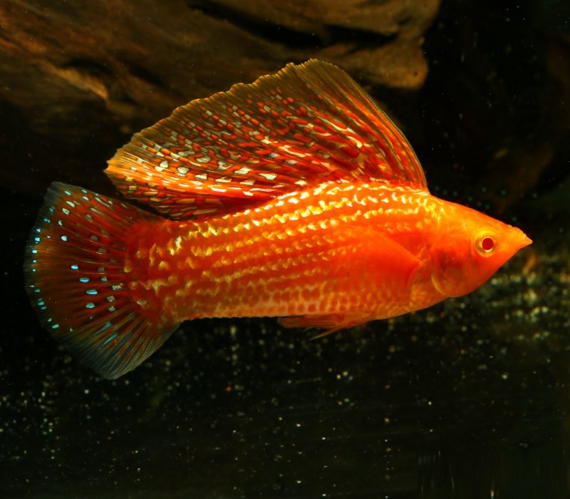 Велифера альбино