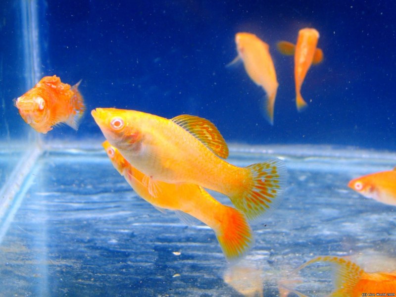 Пецилия чернохвостая