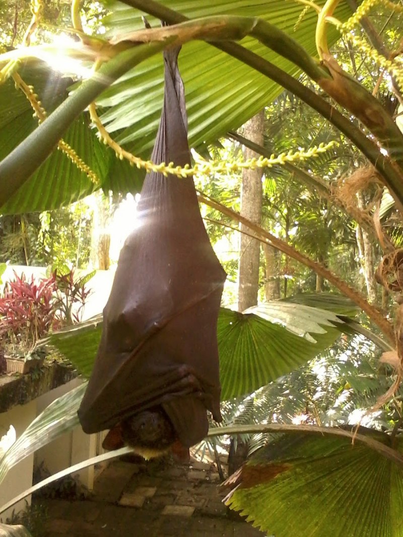 Крылан фруктоед