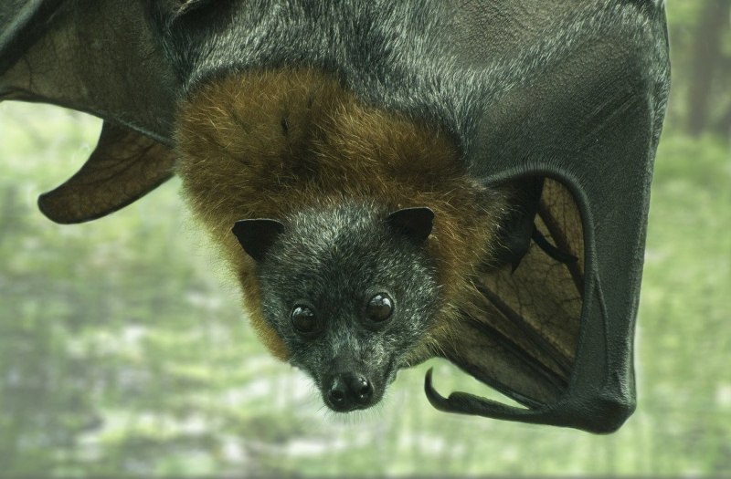 Рукокрылые летучие лисицы