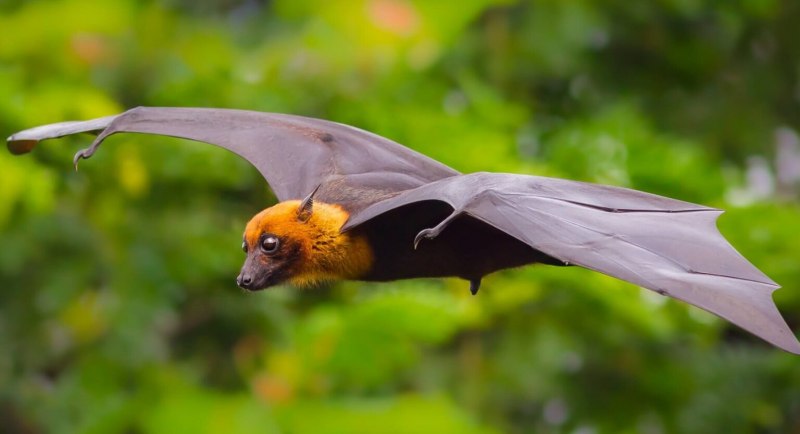 Гигантская летучая лисица и человек