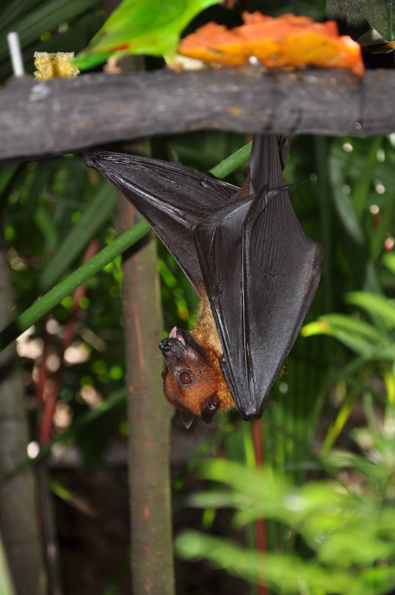 Крылан летучая лисица альбинос