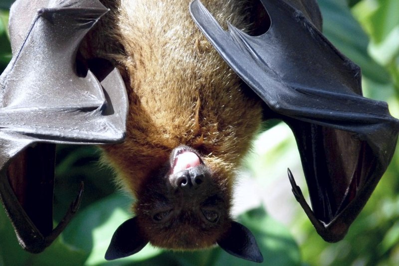 Калонг большая летучая лисица