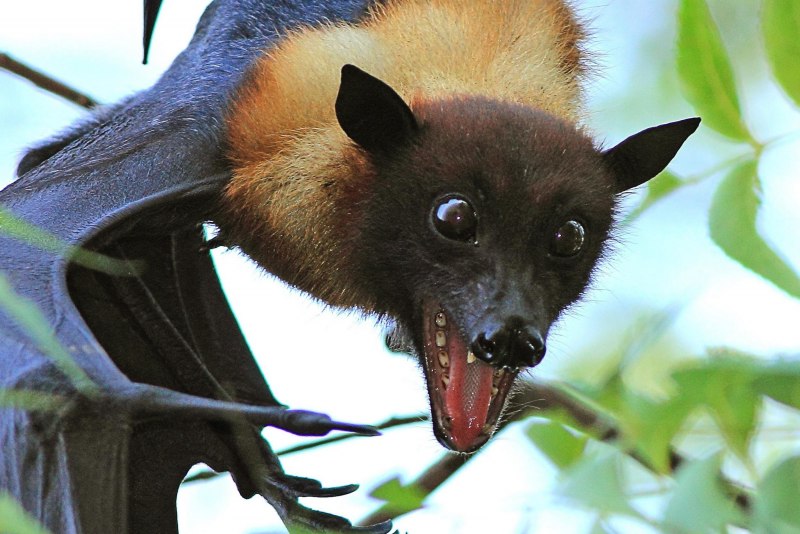 Калонг летучая лисица