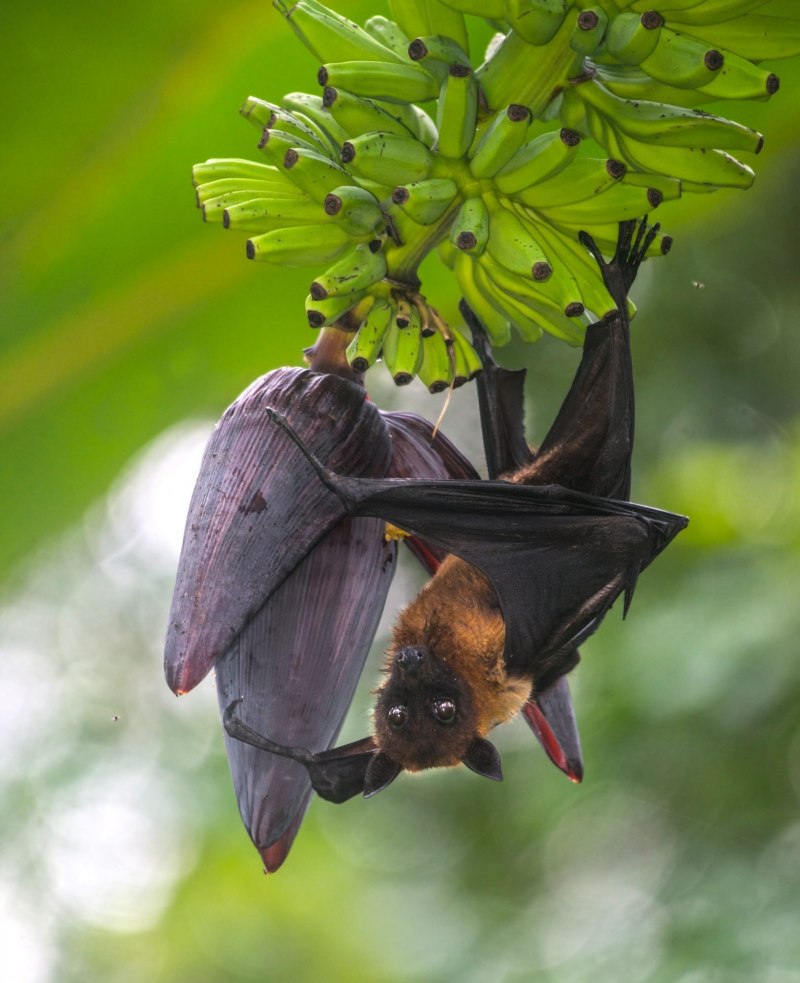 Сулавесский крылан