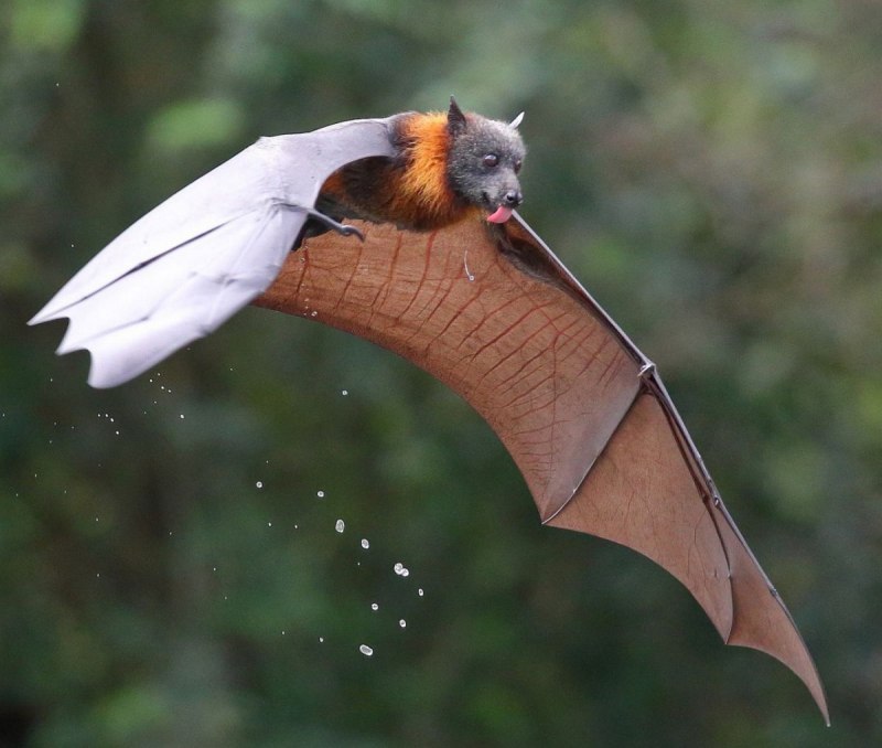 Гривастый ацеродон с человеком