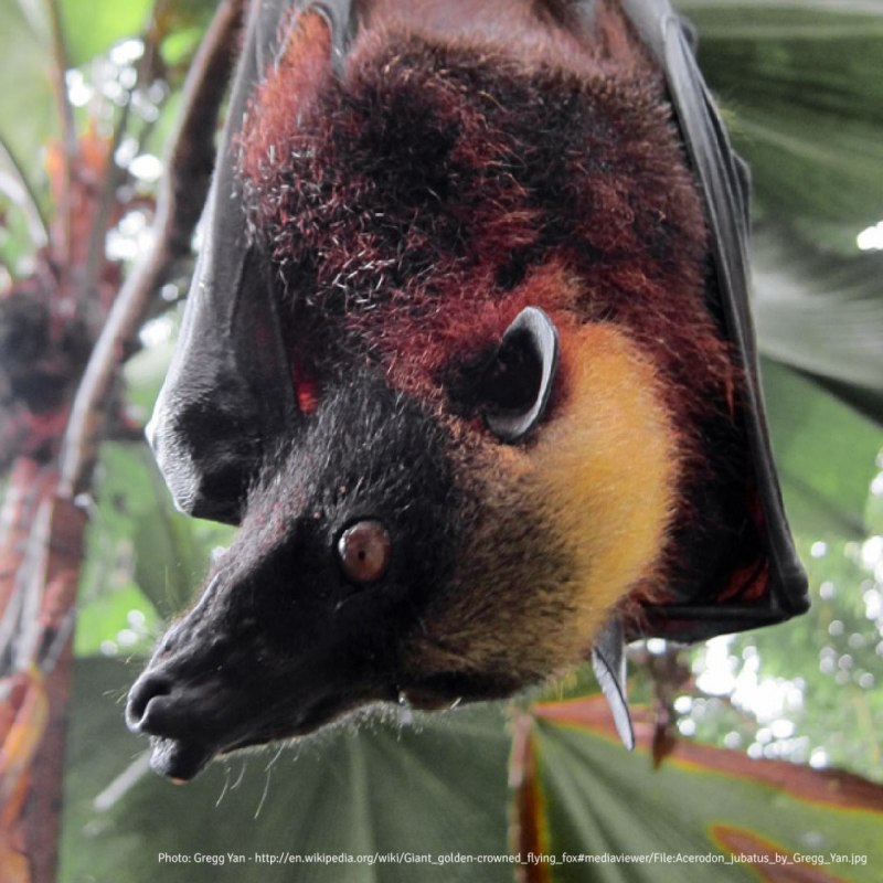 Сулавесский крылан