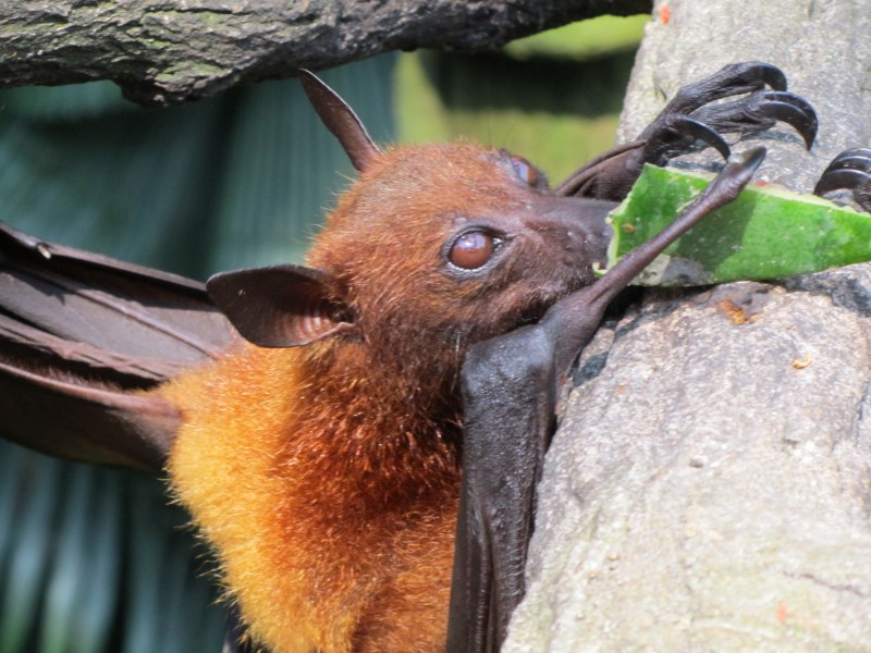 Новогвинейский крылан