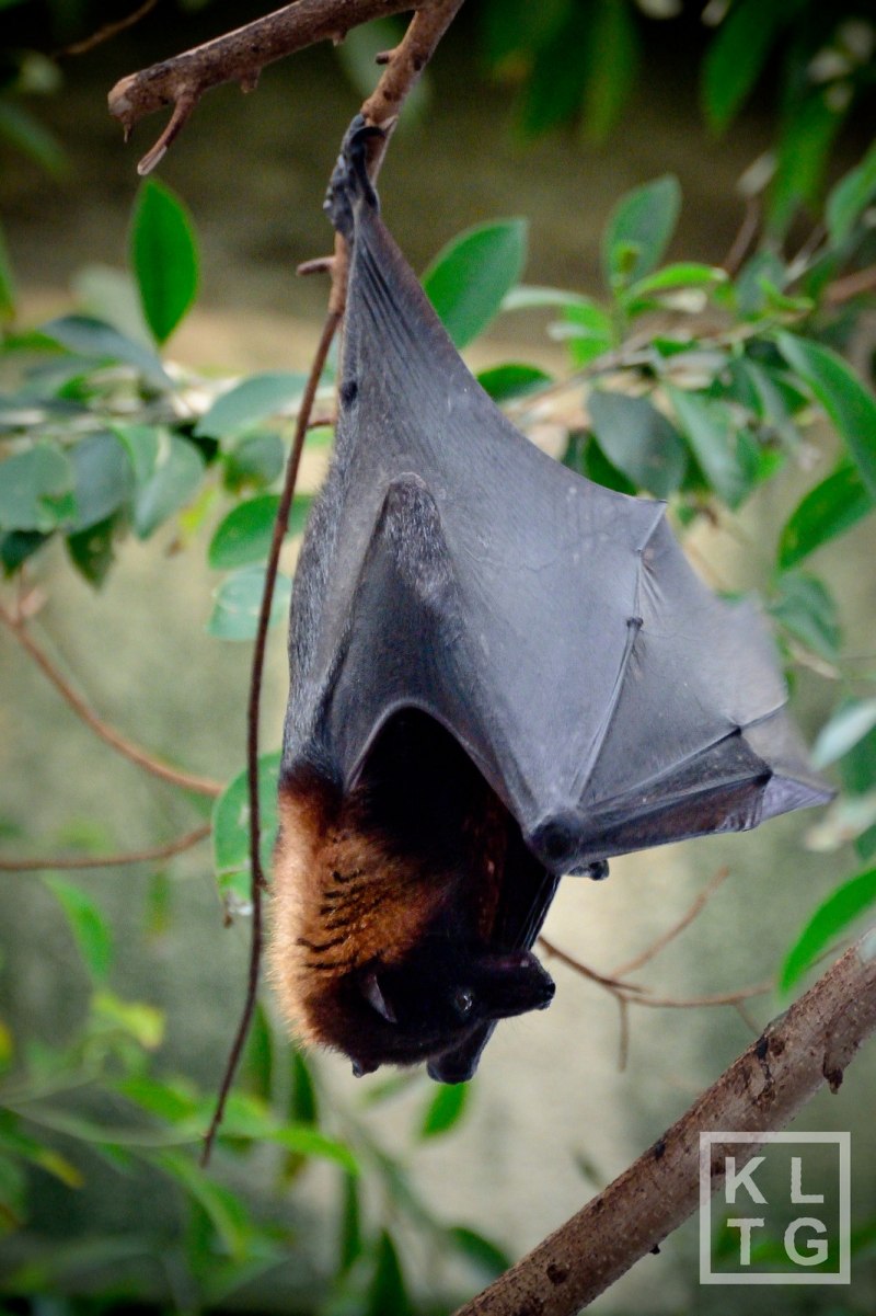 Бурый крылан