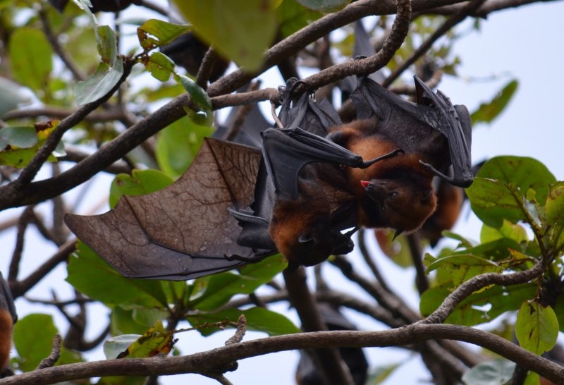 Летучая мышь гривастый ацеродон