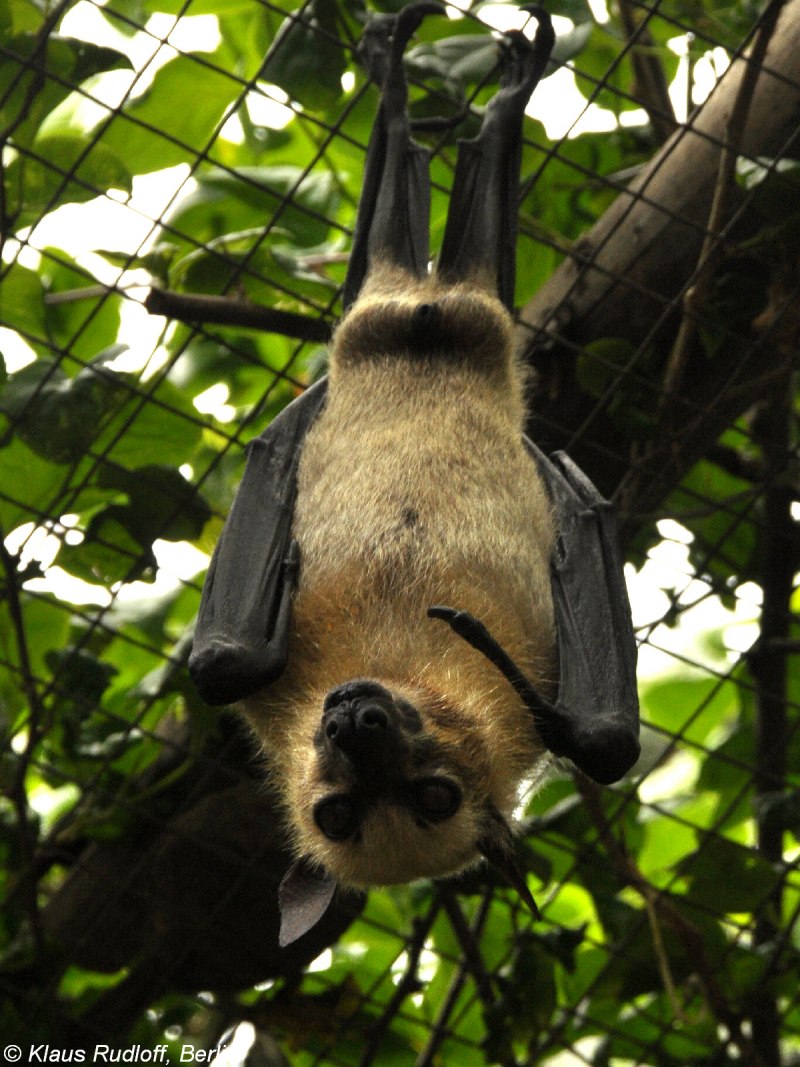 Гигантская летучая лисица