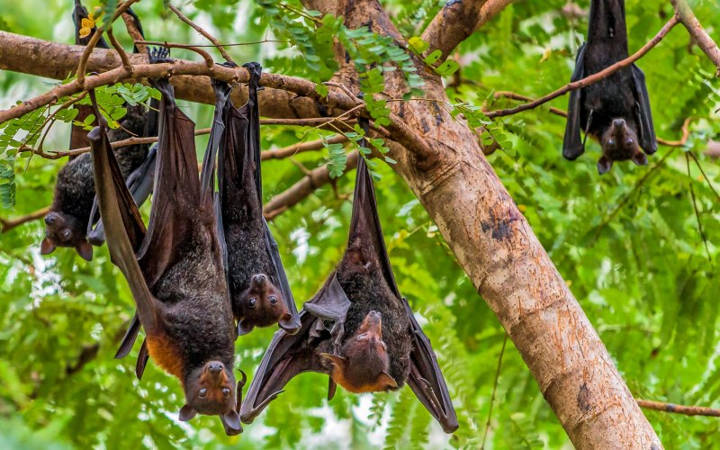 Крылан летучая лисица