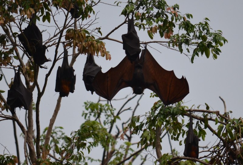 Летучая мышь гривастый ацеродон