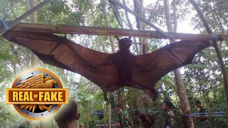 Flying Fox летучая мышь