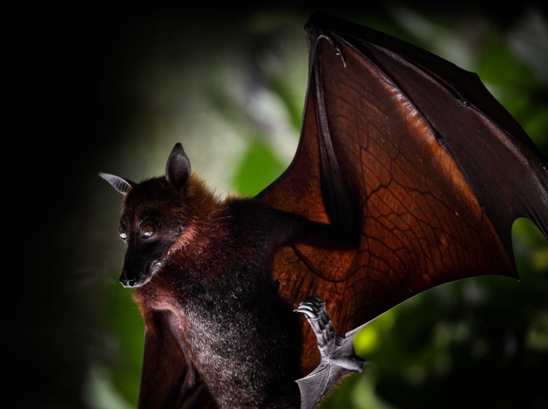 Гривастый ацеродон интересные факты