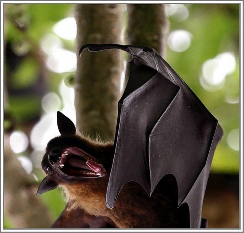 Крылан летучая лисица