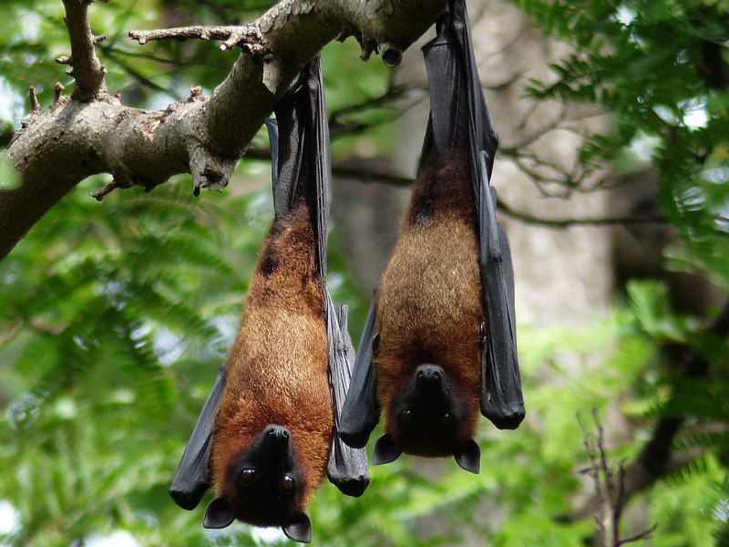 Крылан летучая лисица