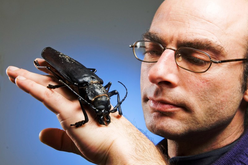 Дровосек Титан