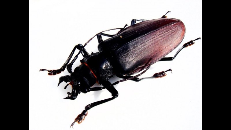 Самый большой Жук дровосек Титан