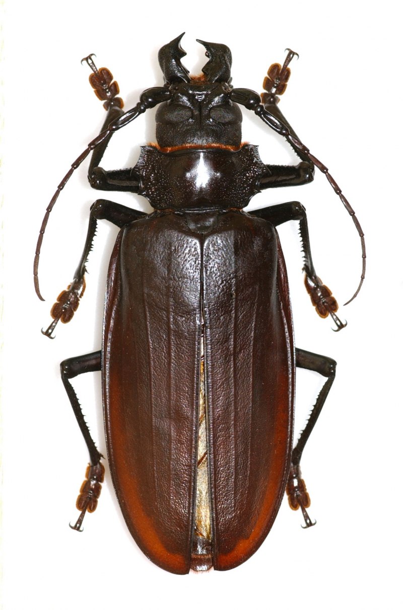 Жук дровосек Титан