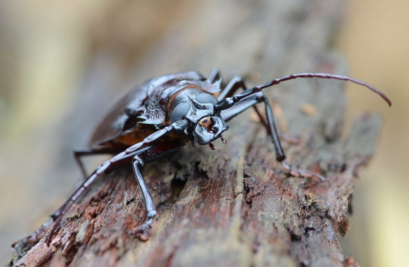 Гигантский дровосек Жук