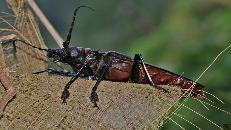 Жук дровосек Титан