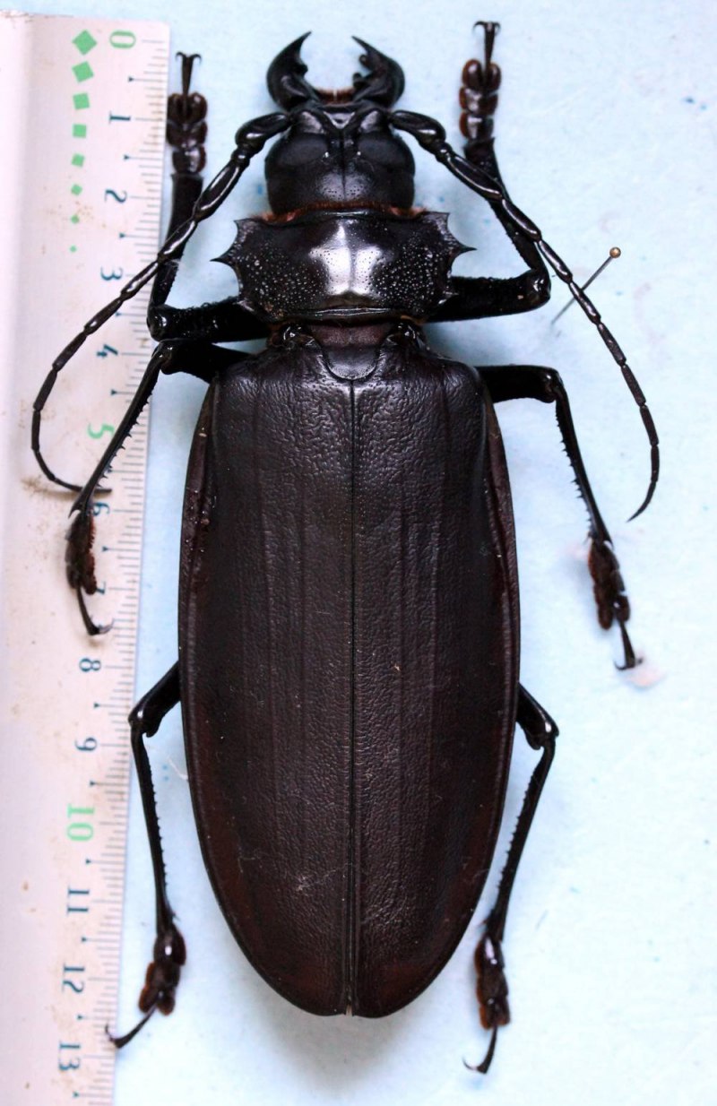 Дровосек Титан личинка