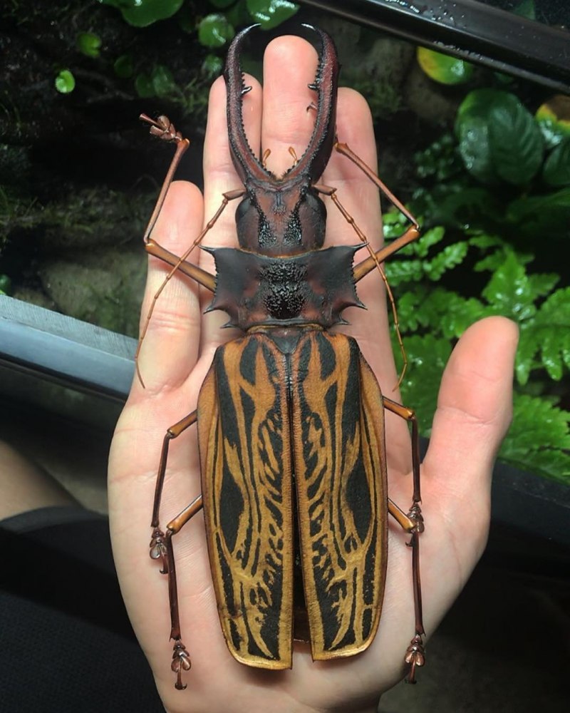 Жук дровосек большезуб