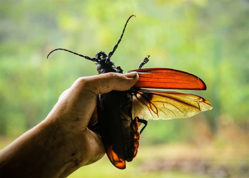Брошь Жук дровосек