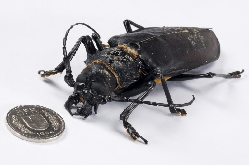 Жук Titanus giganteus