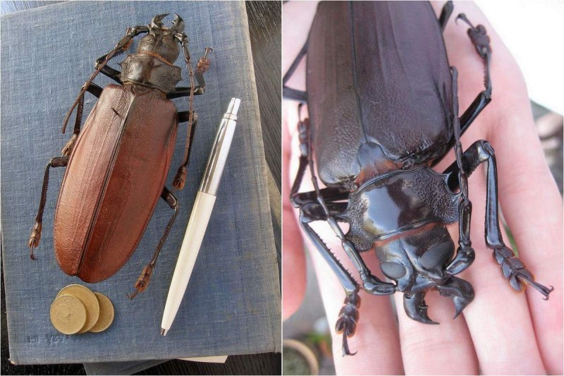 Эублаберус Гигантеус