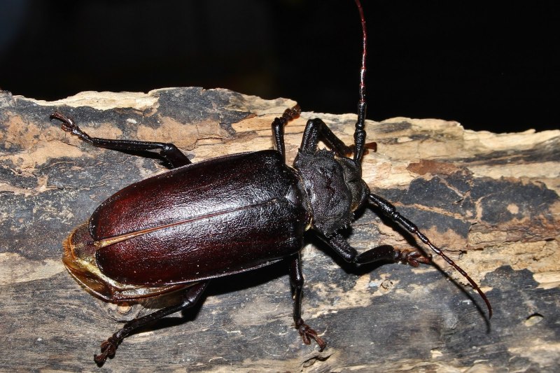 Жук усач реликтовый